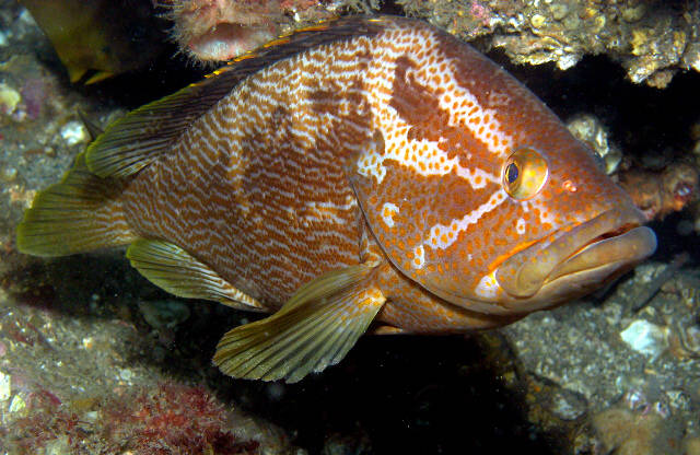 Epinephelus undulatostriatus